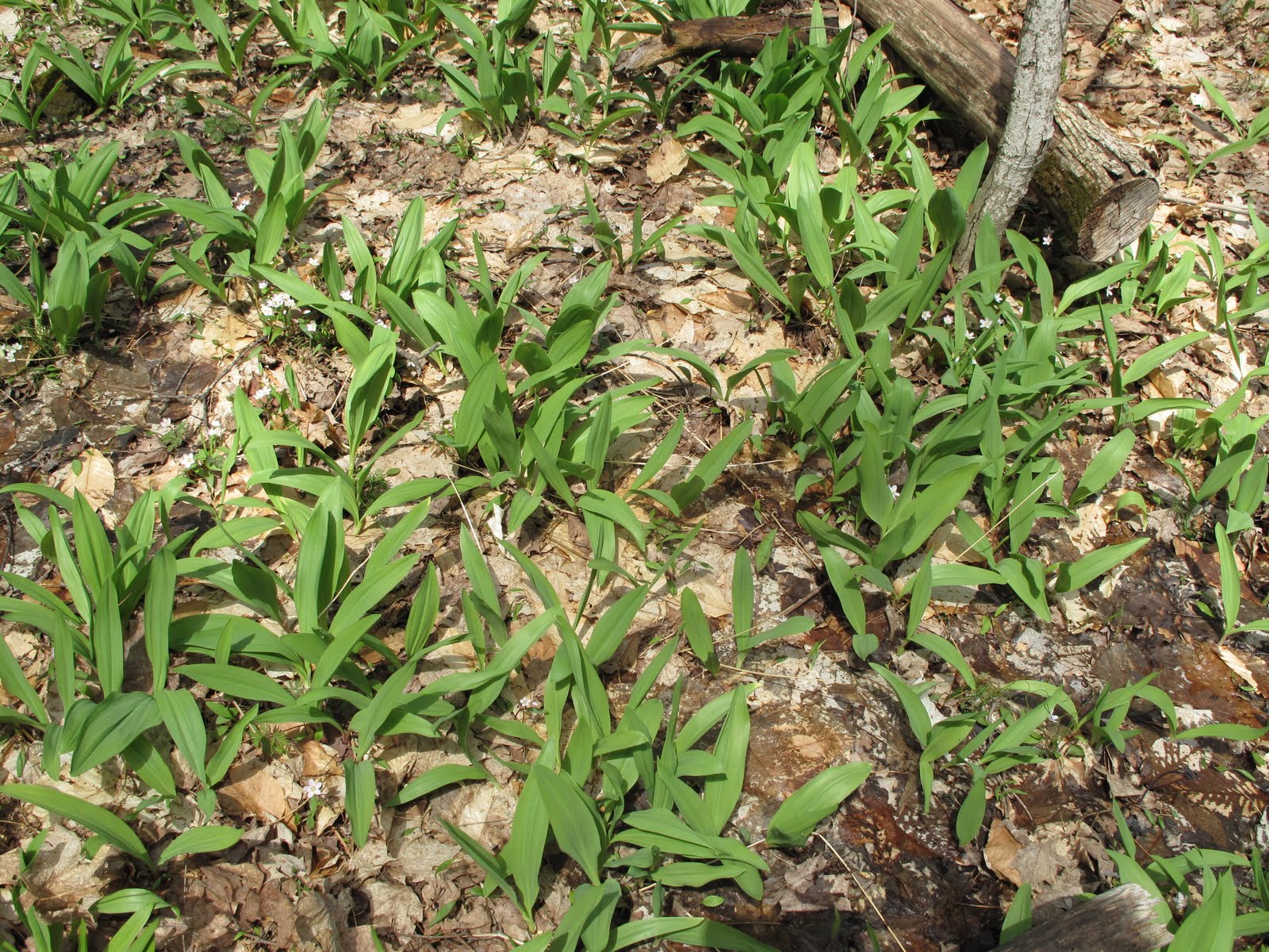 Nature Loving Kids Harvesting Wild Ramps