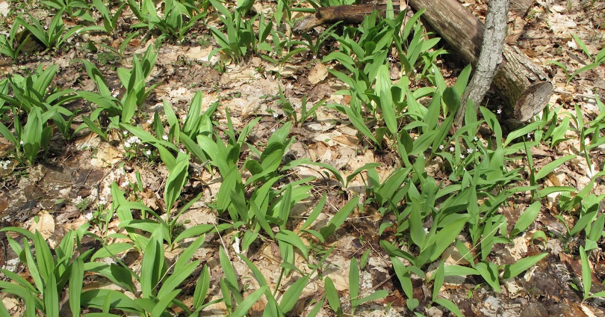Nature Loving Kids Harvesting Wild Ramps