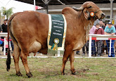 Grandes Campeões da Expointer