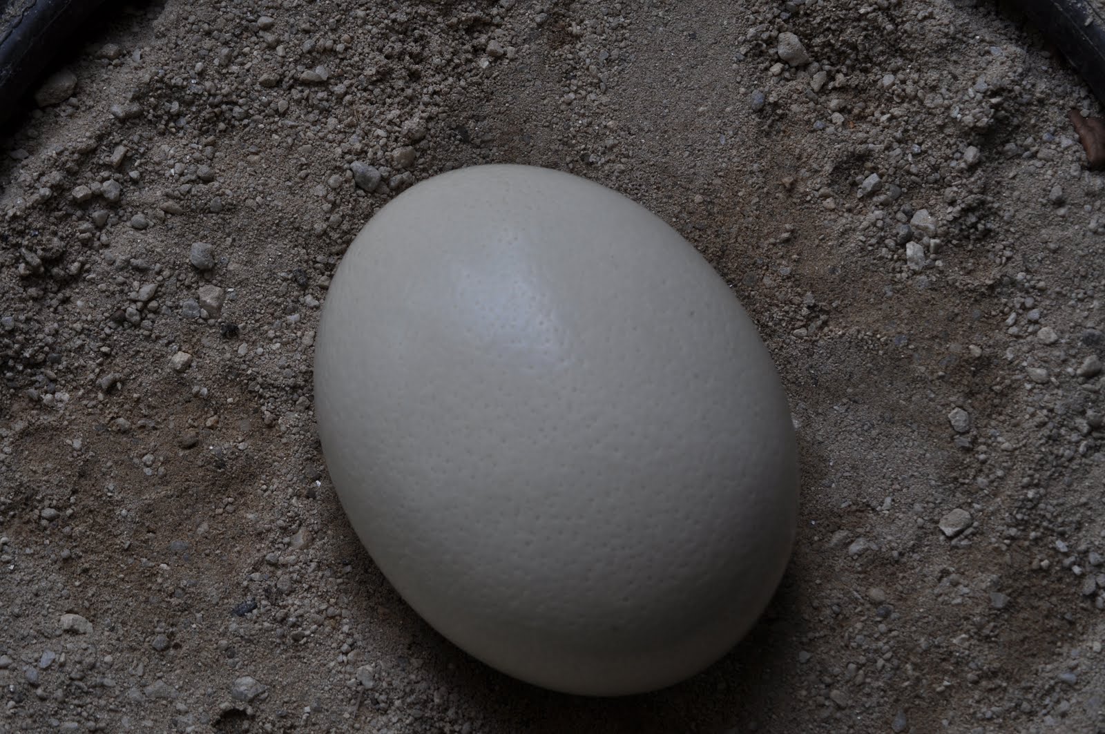 My Blog Nak Makan Burung Unta