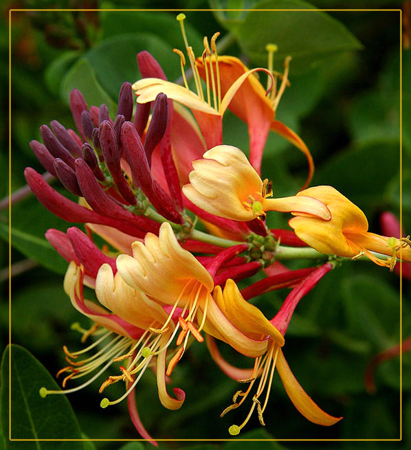 flowers for flower lovers. Honeysuckle flowers pictures.