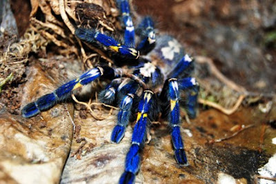 Tarántula azul cobalto (Haplopelma Lividum Cobalt Blue).