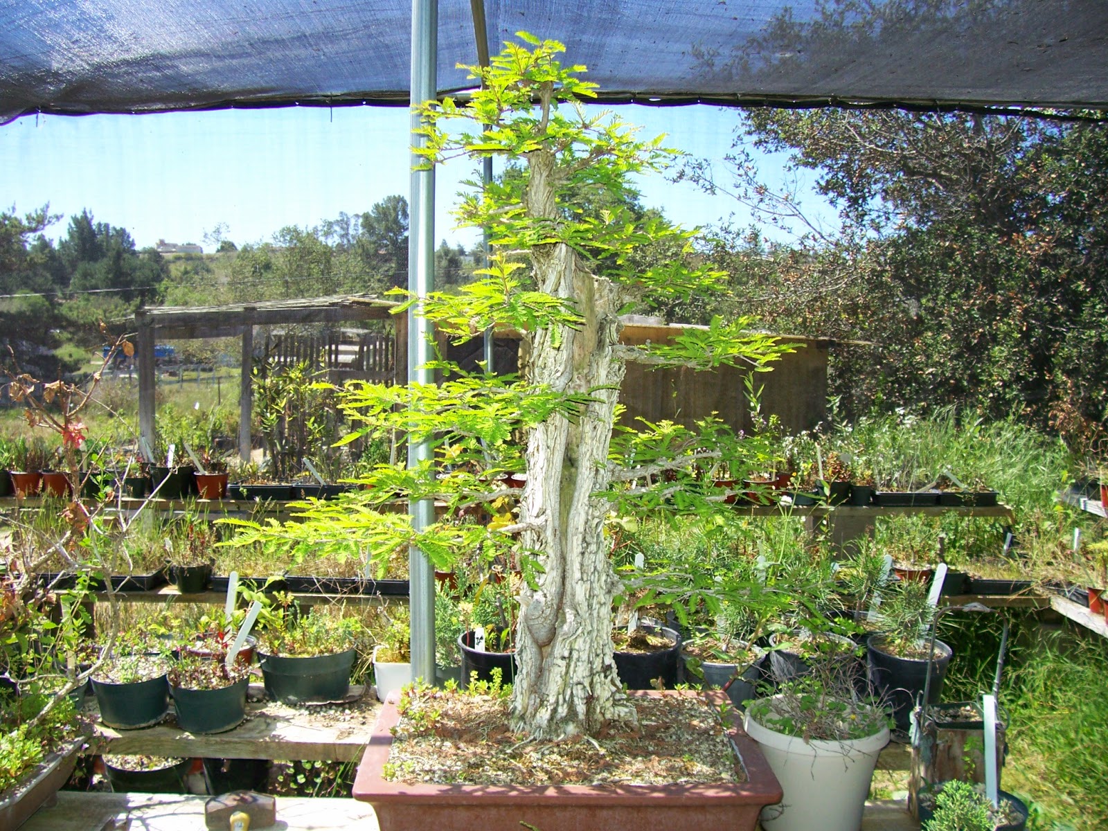 What39s Happening At Muranaka Bonsai Nursery Working On A What39s Happening At Muranaka Bonsai Nursery Working On A