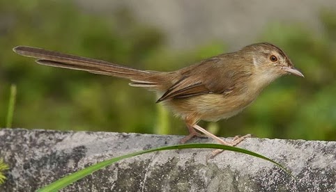 Gembala News Ciri Ciri Prenjak Tebu Jantan Gembala News Ciri Ciri Prenjak Tebu Jantan