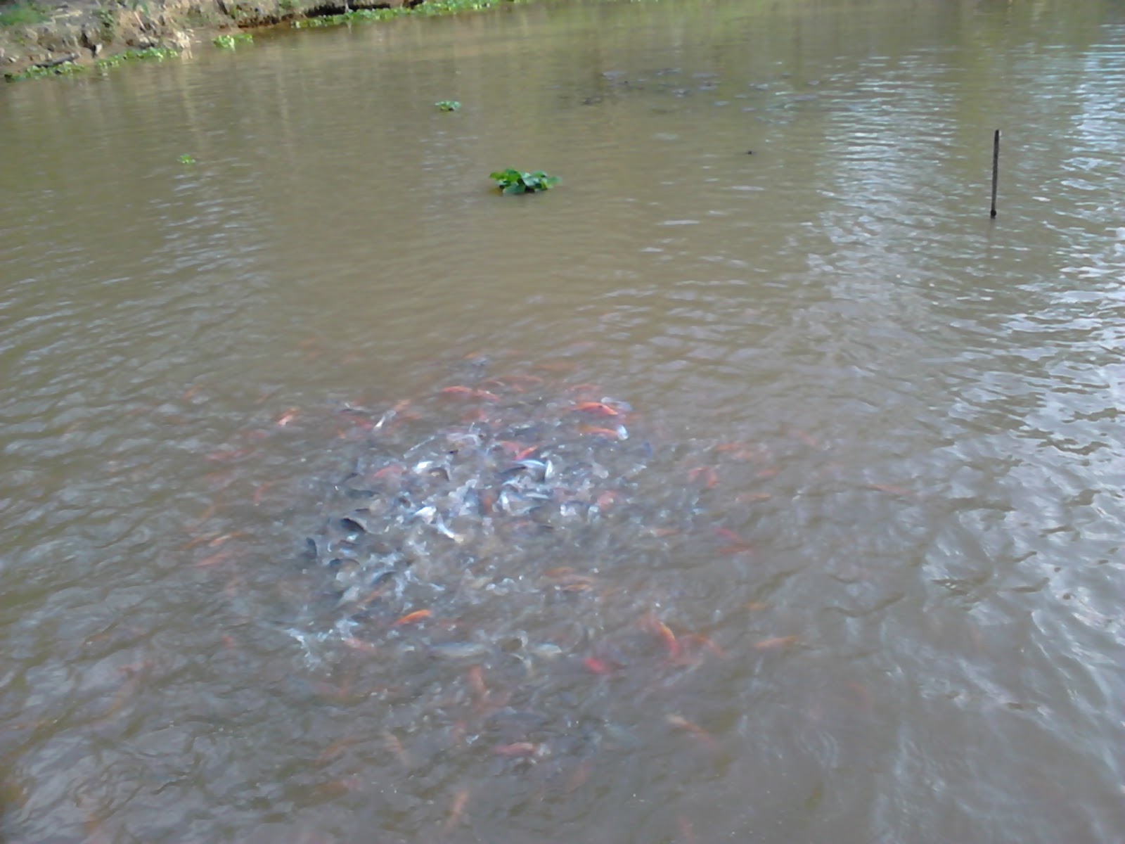 Afiesh Sp Budidaya Ikan Dan Kolam Pemancingan Di Lahat Palembang