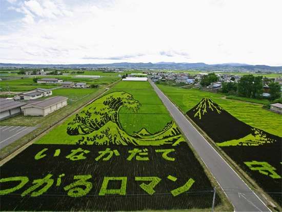 Simsalabim !! Sawah Disulap Jadi Lukisan Di Jepang !! [ www.Bacaan.ME ]