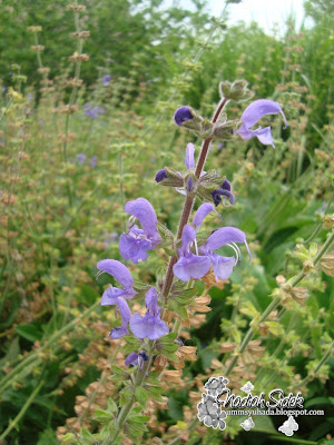 meadow sage