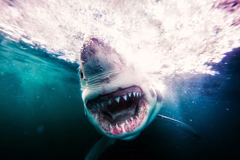 UFO mania: Nine-Foot Great White Shark Eaten by Unknown Sea Creature