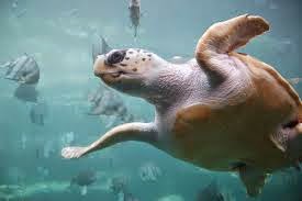 Dalyan'ın simgesi Caretta caretta Caretta caretta