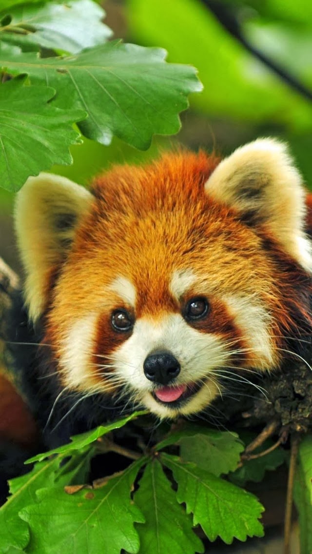 Wallpaper Collection For Android Phone Red Panda In Tree Android