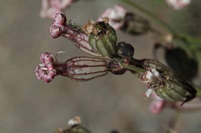 Silene latifolia - Bladder Campion