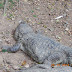 Crocodiles in Trivandrum zoo