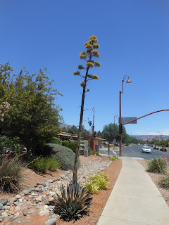 Spirit Of Sedona 視 100年に一度だけ咲く花 ただ今開花中です