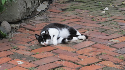 German Village neighborcat 1