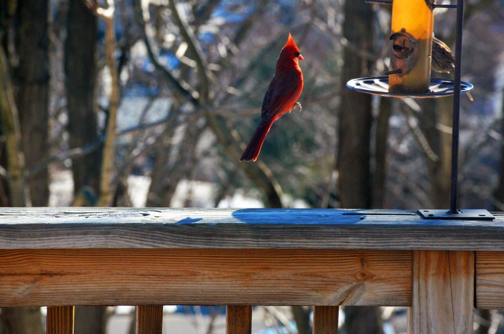 The 100 best photographs ever taken without photoshop - Red cardinal levitating