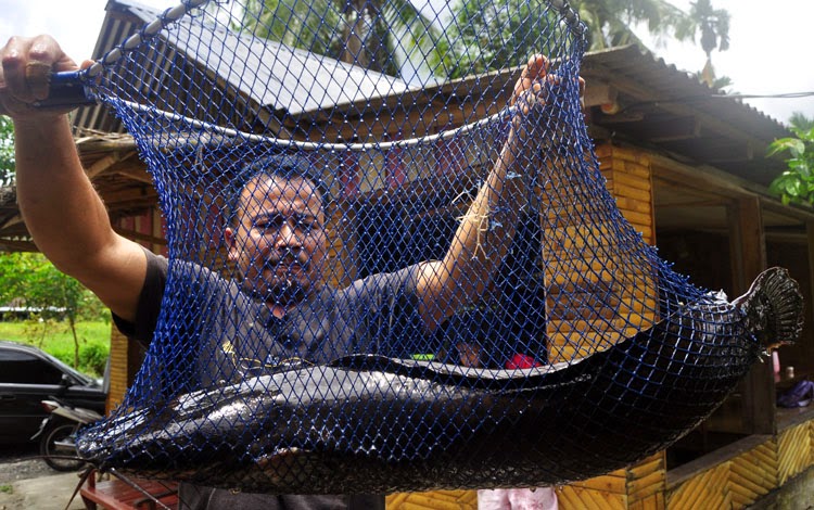 Berbudidaya Ikan Yang Sesuai Dengan Cbib April 2015