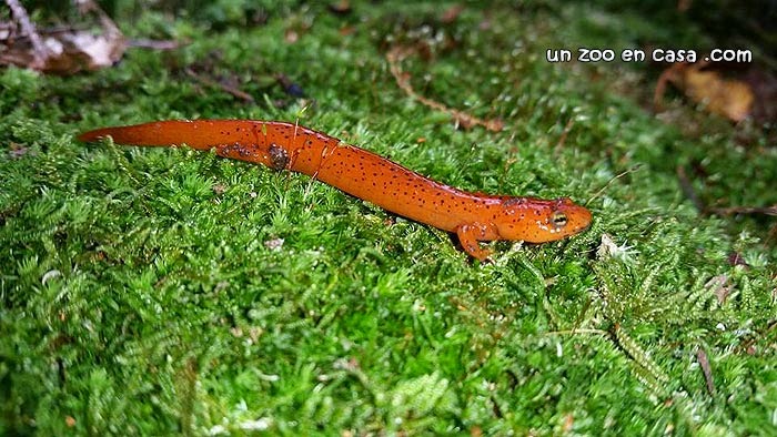 Salamandra roja (Pseudotriton ruber) 