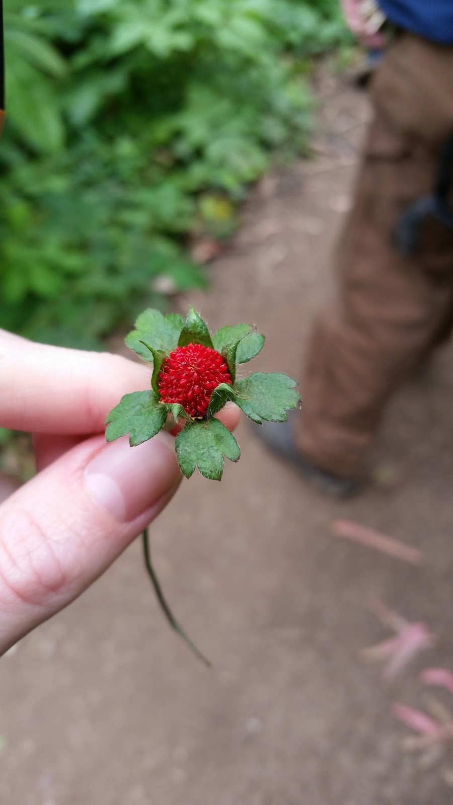 Kentucky Native Plant And Wildlife Plant Of The Week Wild