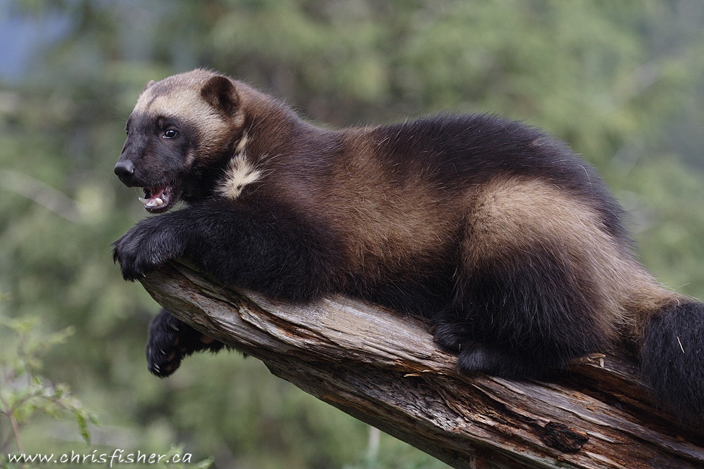 The Animal Wolverine