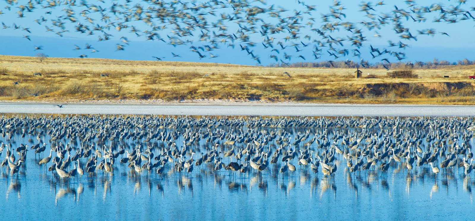 Slog Alpinismo Sandhill Cranes Muleshoe National Wildlife Refuge