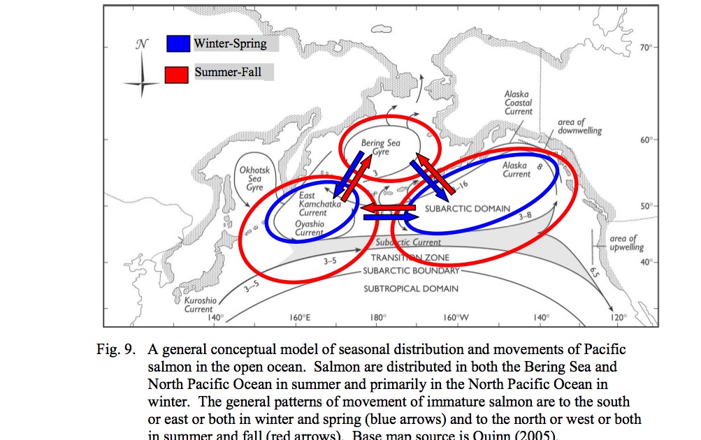 JAZZARTPOLITICS Here and Now Salmon migration Pacific Ocean from