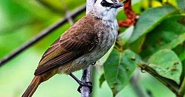 cara merawat burung kenari mandek cara merawat burung kenari mandek
