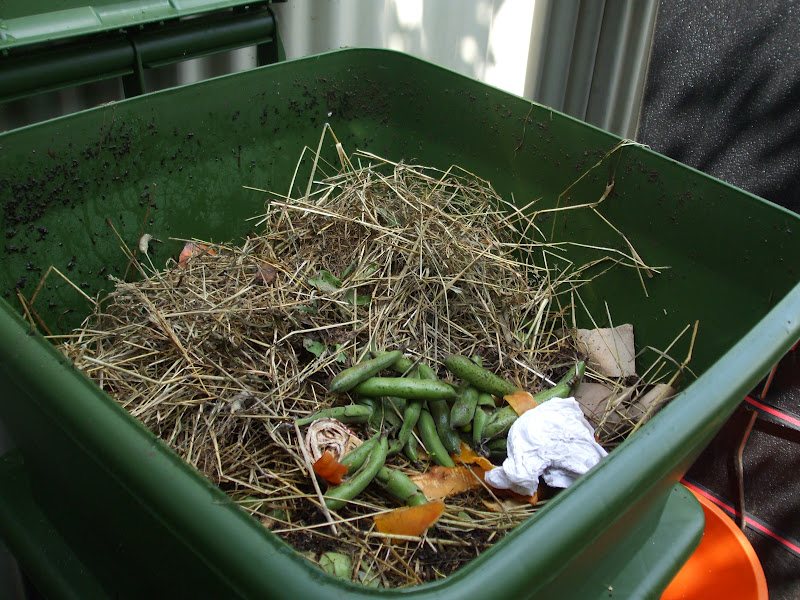 The Compost Bin Hungry Bin update after 3 weeks