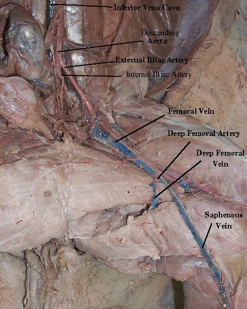 Cat Dissection Study Tools: Circulatory System