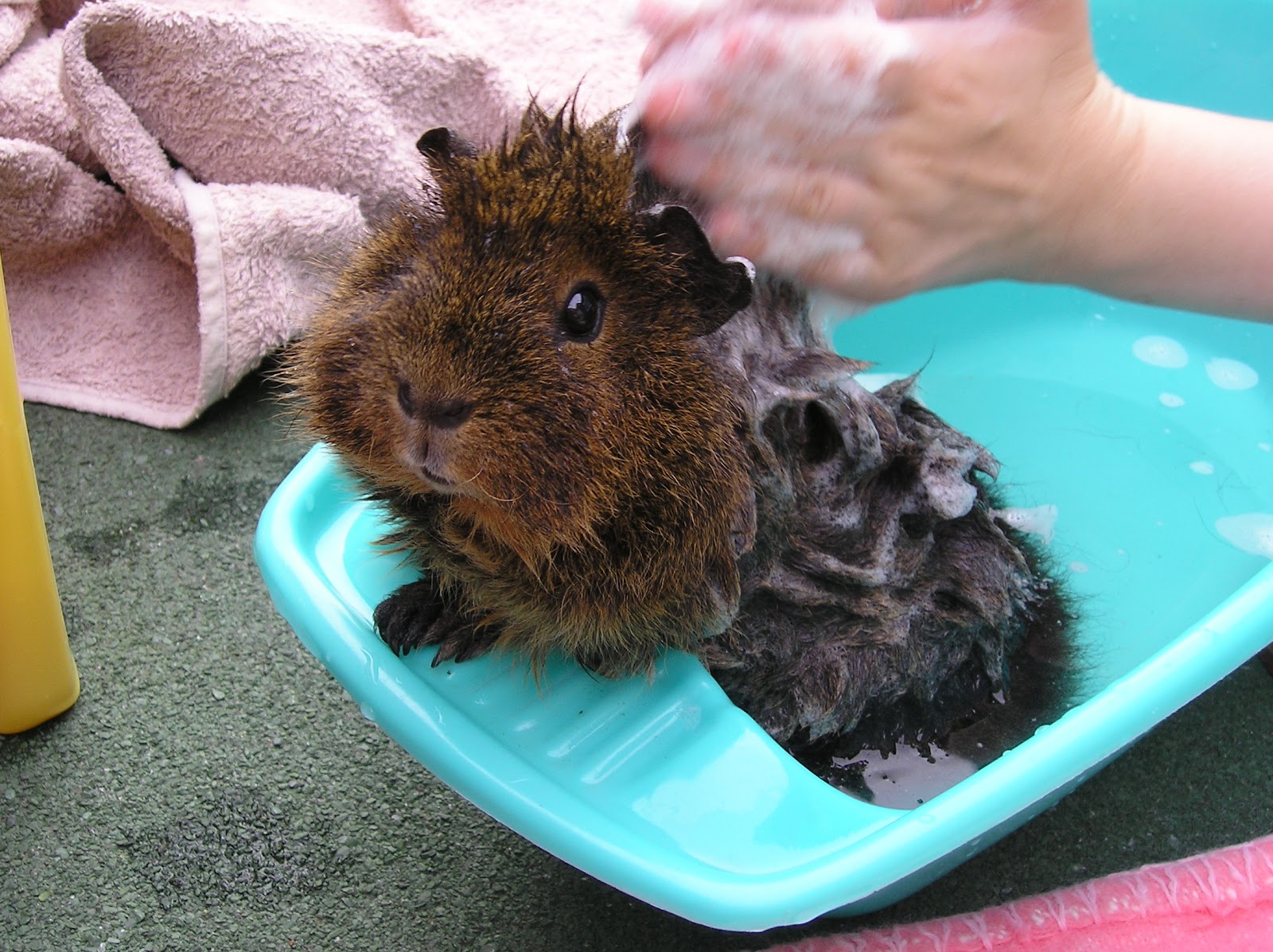 Dappled Arabian The guinea pigs