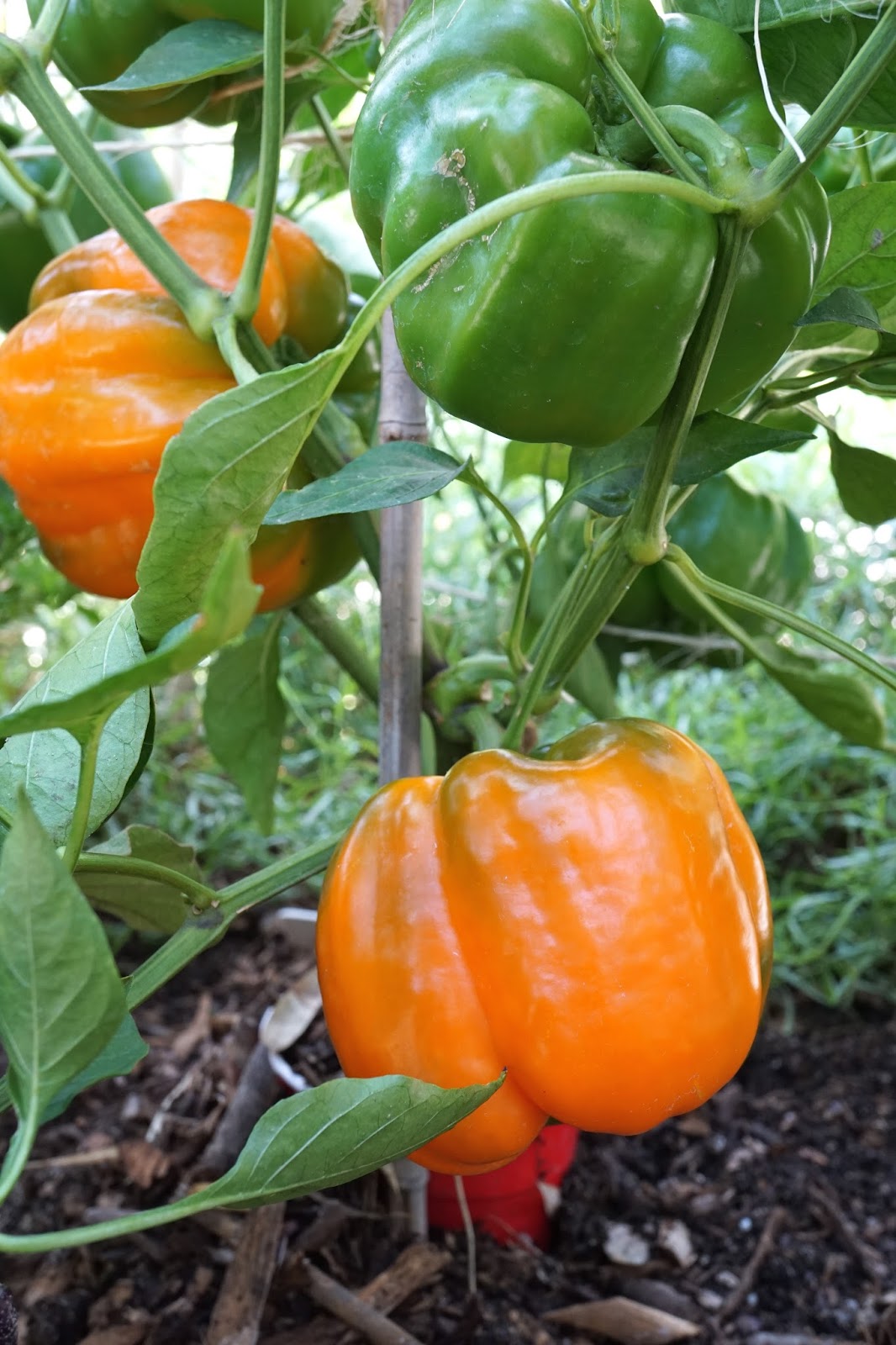 Andie's Way A Tasty Rainbow of Bell Peppers
