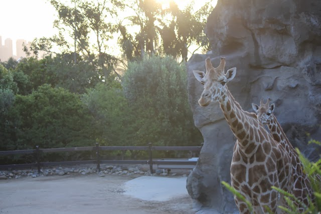 Taronga zoo visit