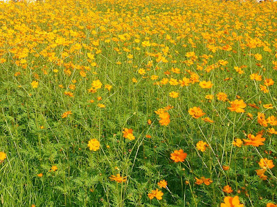 武庫川「髭の渡し」コスモス園