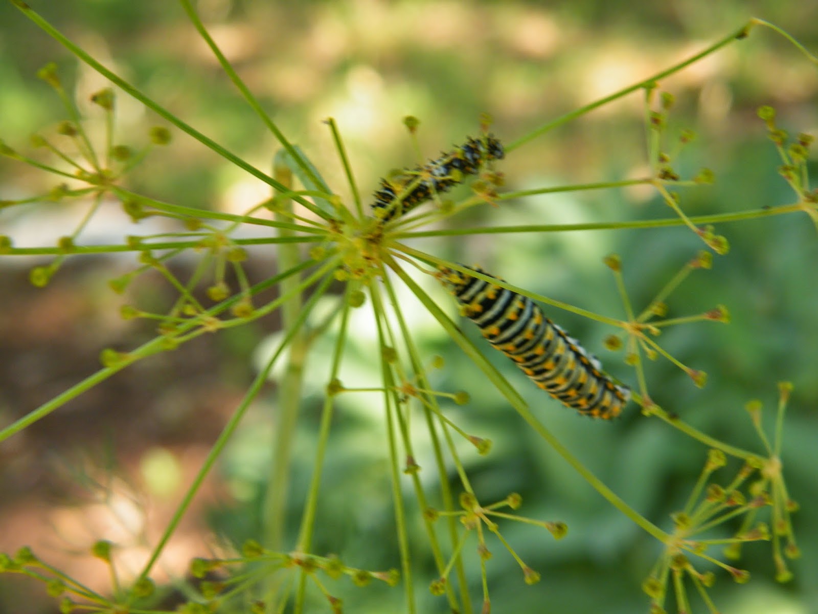 Home of a Feral Biologist Parsley Worms Eating All My Dill