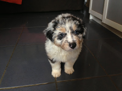 Australian Shepherd puppy blue merle