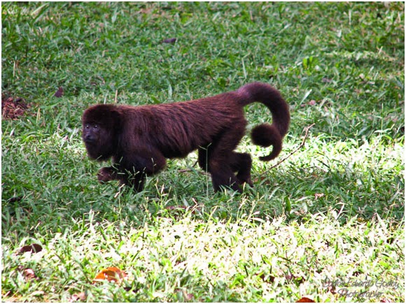 Foto aproximada da cabeça de uma capivara enquanto ela move suas