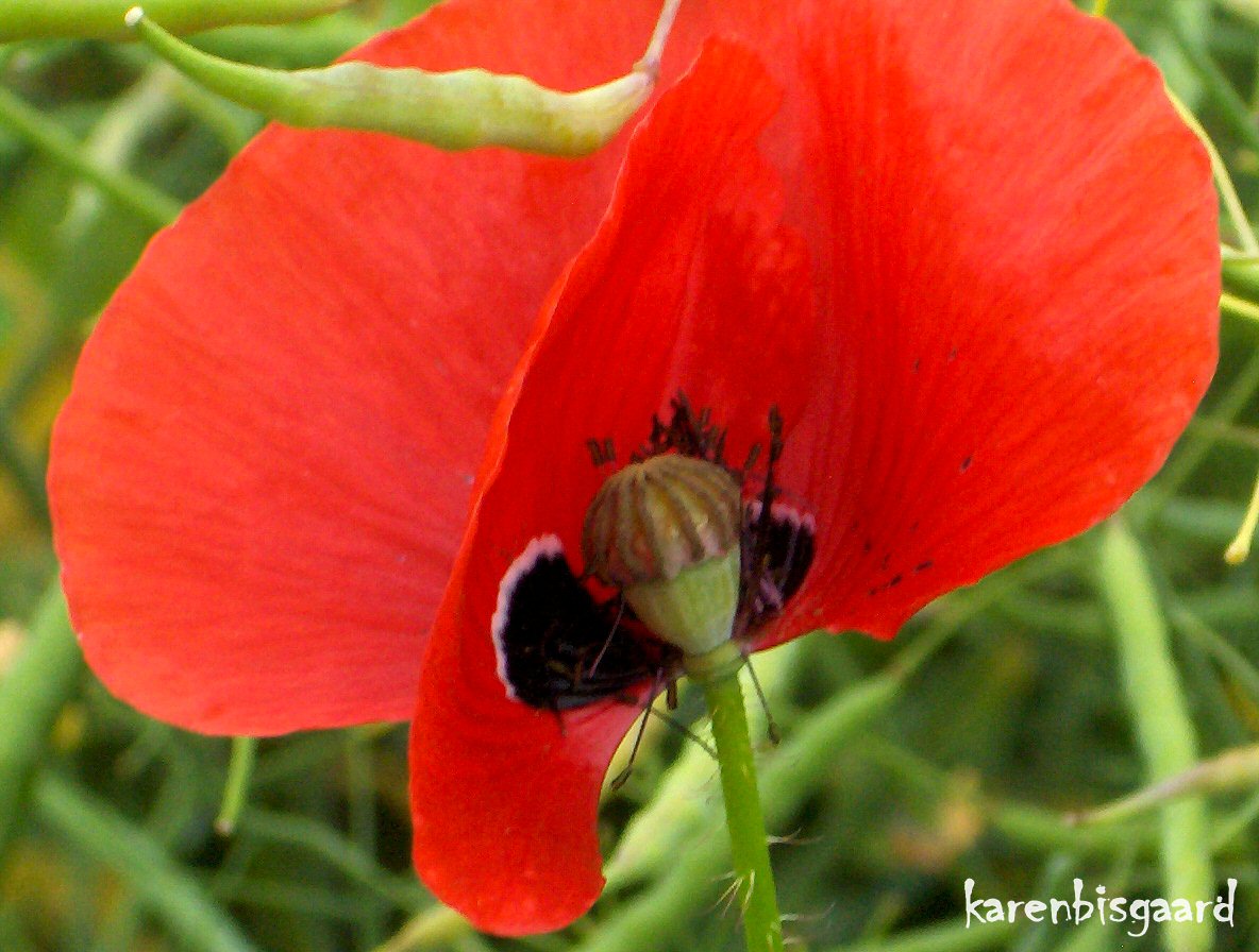 Karen`s Nature Photography Poppy loosing Petals.