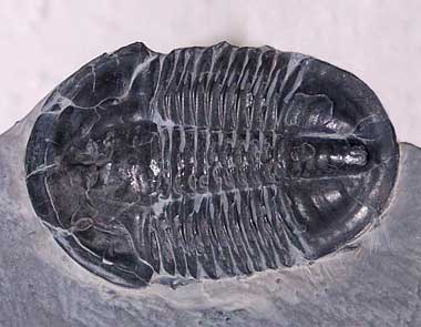 external image Trilobite-utah.jpg