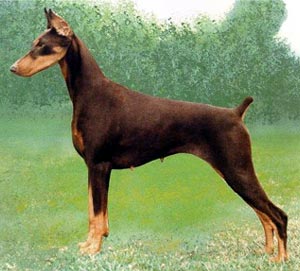 Natural Doberman