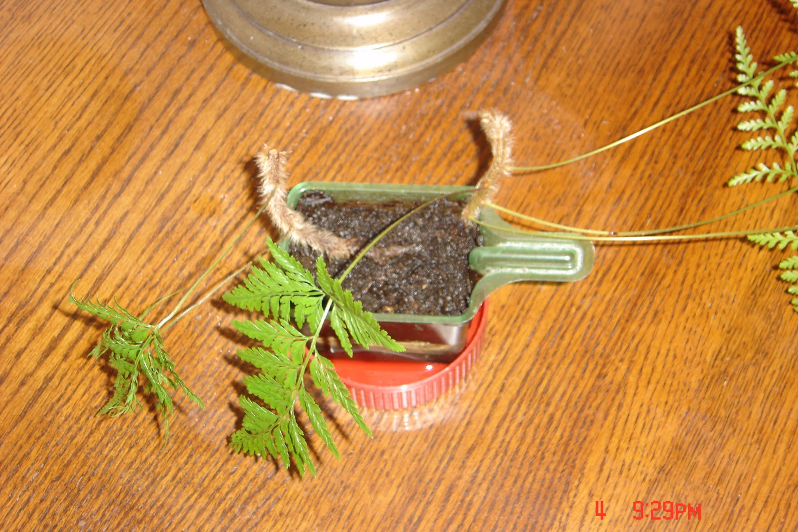 QuiltNCards Homemade Rabbit Foot Fern