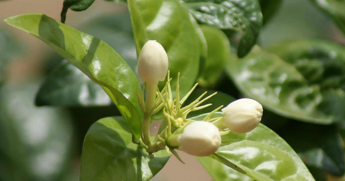 Ramnad News Portal Tamil Nadu, India Jasmine Flower famous