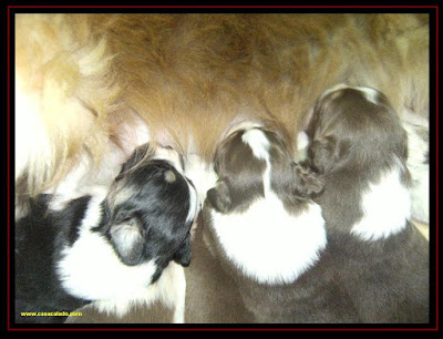 australian shepherd puppies