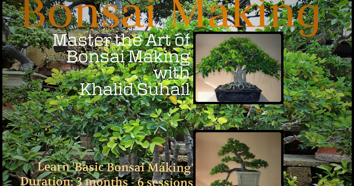 Crops In Pots Bonsai Classes Begin