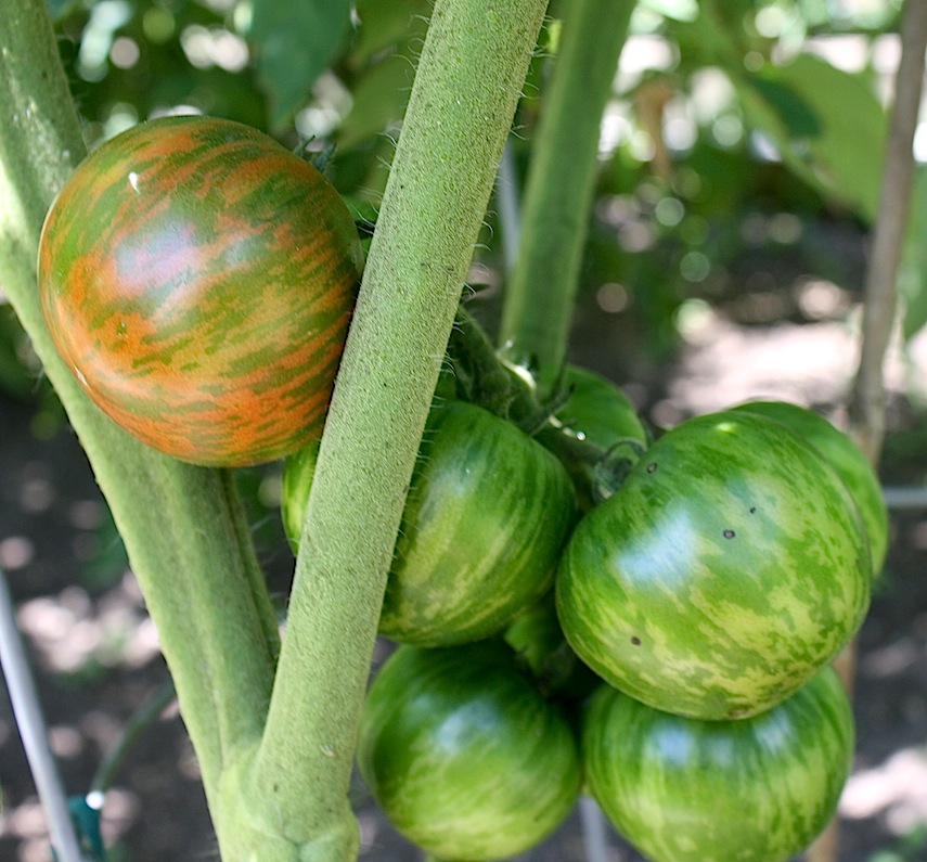 Frogsleap Farm control of fruit stripes in tomato