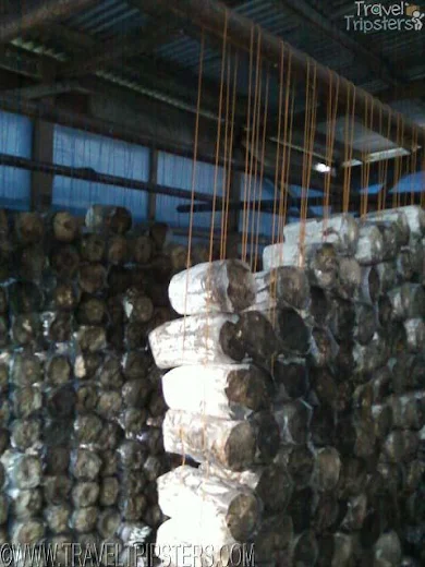 mushroom house mushroom house