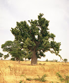 Il Baobab