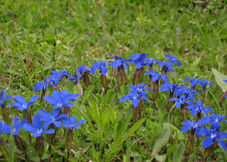 Gentian flowers along the road to the Furkapass, approaching from the east, Switzerland