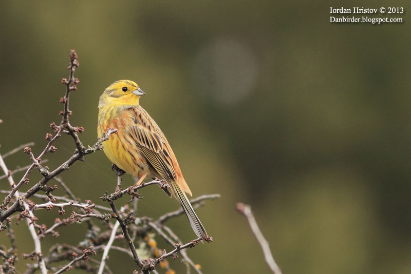 Yellowhammer photography by Iordan Hristov Yellowhammer photography by Iordan Hristov