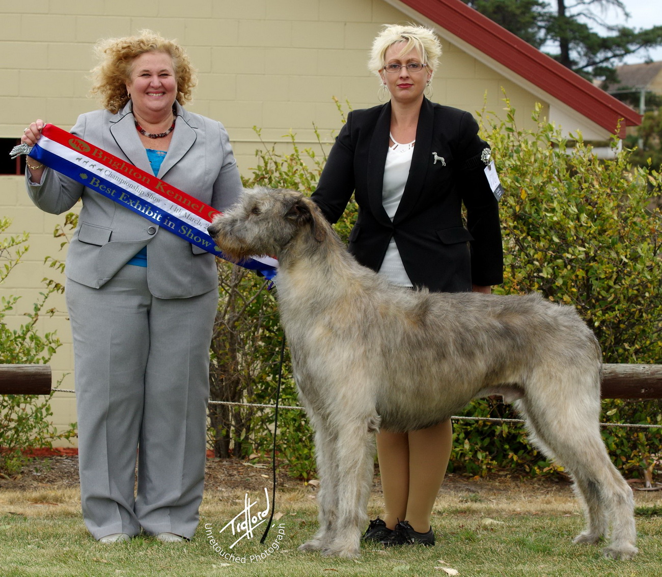 TraffordPhotos Australian Dog Show Photos March 2015