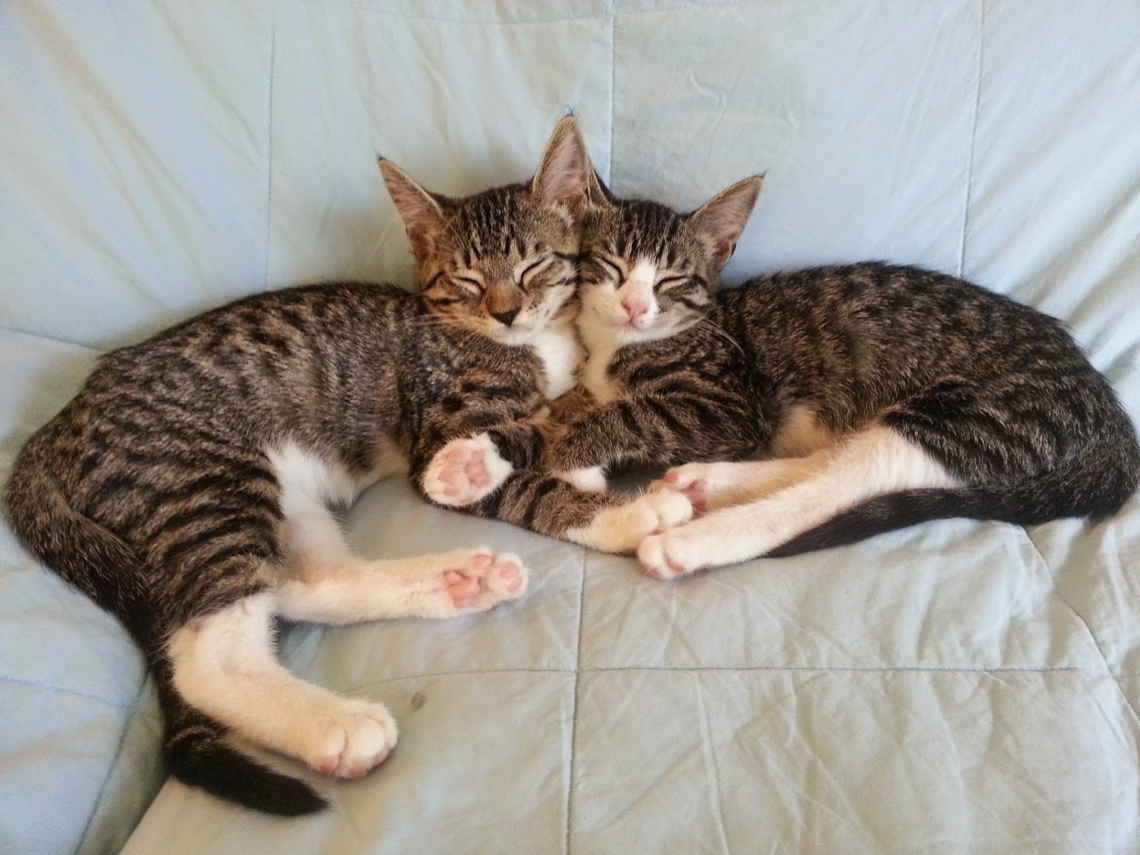 Cuddles Socks Tux And Tinkerbell Adopt Us