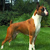 Average Size and Weight of Boxer Dogs